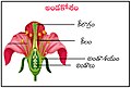 07:50, 28 మార్చి 2020 నాటి కూర్పు నఖచిత్రం