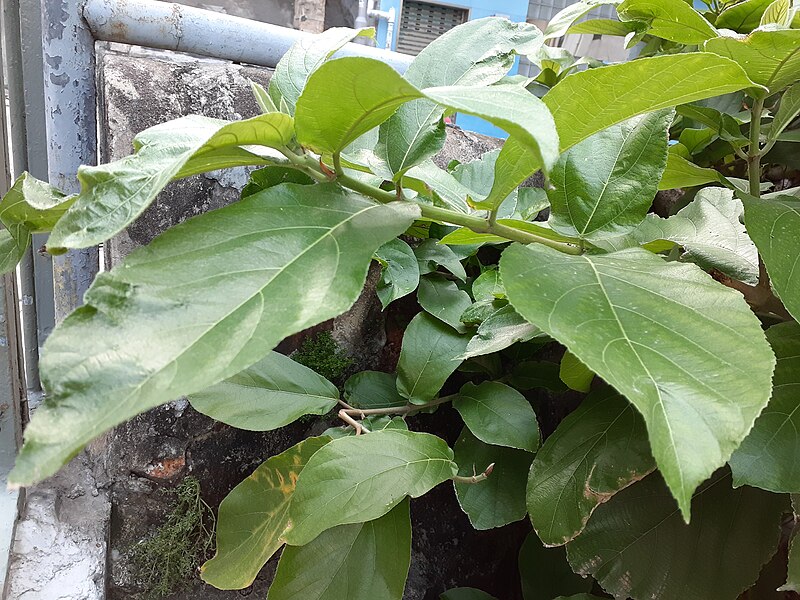 File:HK SW 上環 Sheung Wan 磅巷 Pound Lane Hospital Road green leaves October 2020 SS2 05.jpg