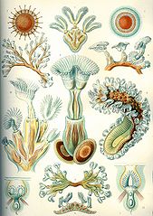 Image 10BryozoaCredit: Ernst Haeckel, Kunstformen der Natur (1904)Bryozoa (also known as the Polyzoa, Ectoprocta or commonly as moss animals) are a phylum of simple, aquatic invertebrate animals, nearly all living in sedentary colonies. Typically about .mw-parser-output .frac{white-space:nowrap}.mw-parser-output .frac .num,.mw-parser-output .frac .den{font-size:80%;line-height:0;vertical-align:super}.mw-parser-output .frac .den{vertical-align:sub}.mw-parser-output .sr-only{border:0;clip:rect(0,0,0,0);height:1px;margin:-1px;overflow:hidden;padding:0;position:absolute;width:1px}0.5 millimetres (1⁄64 inch) long, they have a special feeding structure called a lophophore, a "crown" of tentacles used for filter feeding. Most marine bryozoans live in tropical waters, but a few are found in oceanic trenches and polar waters. The bryozoans are classified as the marine bryozoans (Stenolaemata), freshwater bryozoans (Phylactolaemata), and mostly-marine bryozoans (Gymnolaemata), a few members of which prefer brackish water. 5,869 living species are known. One genus is solitary; all the rest are colonial. (Full article...)More selected pictures