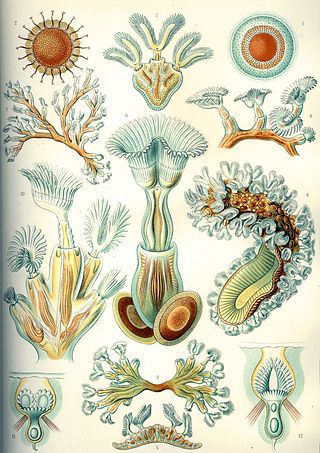 <span class="mw-page-title-main">Bryozoa</span> Phylum of colonial aquatic invertebrates called moss animals