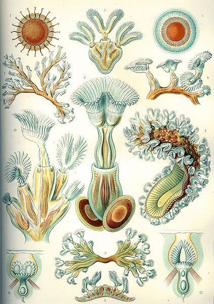 File:Haeckel Bryozoa.jpg
