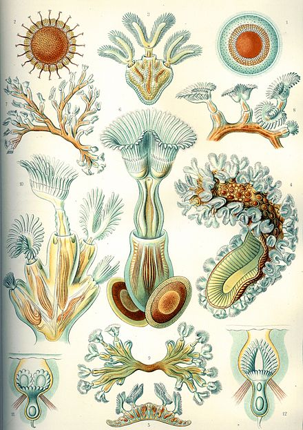 Bryozoa, from Ernst Haeckel's Kunstformen der Natur, 1904