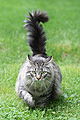 An adult Maine Coon tabby cat, from Connecticut, USA