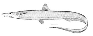 <i>Halosaurus</i> Genus of fishes