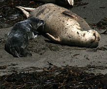 Harbor seal - Wikipedia