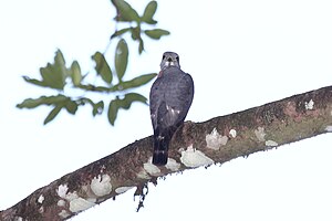 Double tooth harp (Harpagus bidentatus)