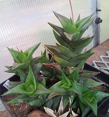 Haworthiopsis pungens