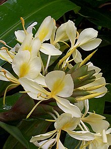 Wilder.JPG авторы Hedychium flavescens