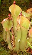 Heliamphora nutans Serie tipo