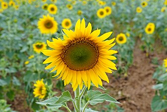 (Helianthus annuus)