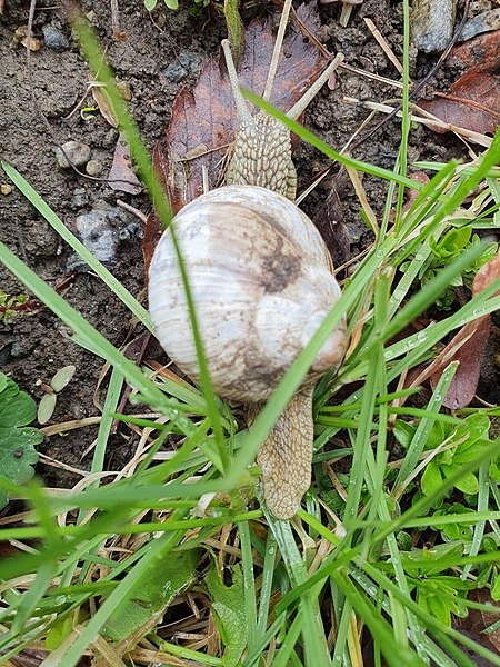 File:Helix pomatia 126905369.jpg