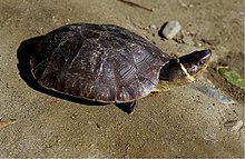 Side view of turtle