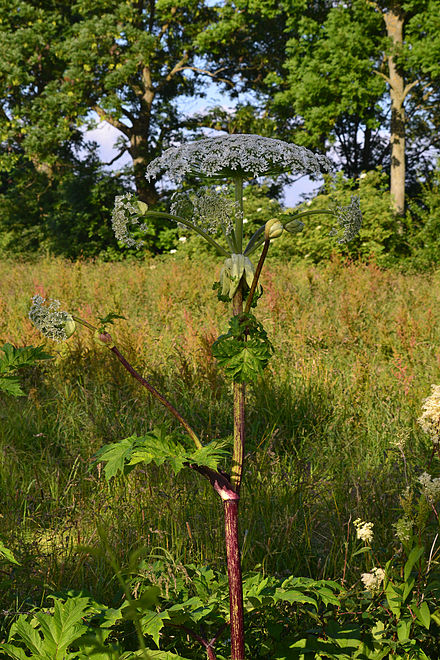 Giant hogweed