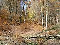 Herbstwald im oberen Großen Goldersbachtal