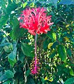 Hibiscus schizopetalus ou Hibiscus corail.