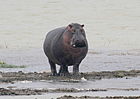 A bull hippo out of water during daylight, Ngorongoro Crater, Tanzania