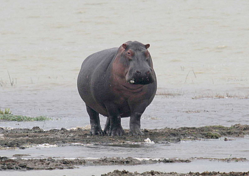 صورة:Hippo walking.jpg