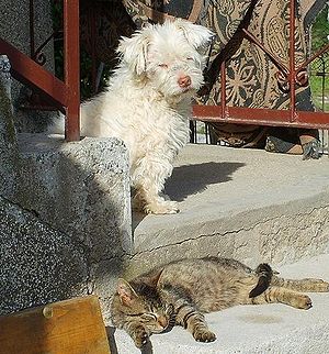 How to Teach a Cat and a Dog to Get Along