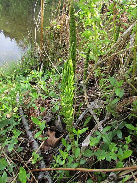 File:Horsetail New growth 9627.jpg