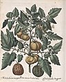 Hortus Eystettensis, 1613 (KU 2894-3 194) -Autumnalis,1,1.jpg
