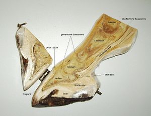 Pferd Huf Anatomie