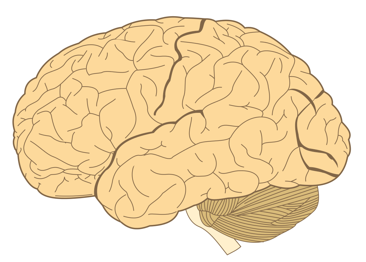 Изображение головного мозга. Supramarginal gyrus. Теменная доля мозга. Мозг без фона.