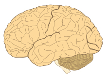 9 May: A cubic millimetre of the human brain is mapped at nanoscale resolution by a team at Google Human-brain.SVG