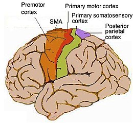 Cortex moteur humain.jpg