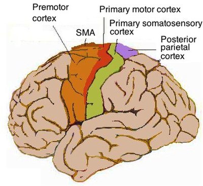 Lateral view of cerebrum showing several cortices