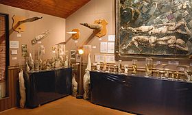 Husavik Phallusmuseum.jpg