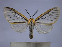 Hyalurga fenestrata