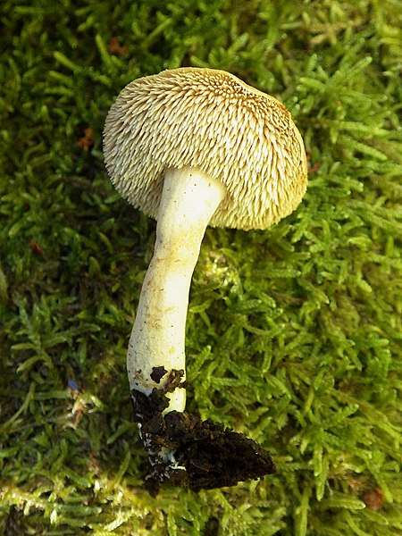 File:Hydnum rufescens group 499409.jpg