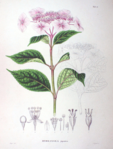 Plansch ur Flora Japonica av Philipp Franz von Siebold and Joseph Gerhard Zuccarini.