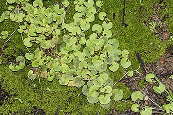 Hydrocotyle asiatica)