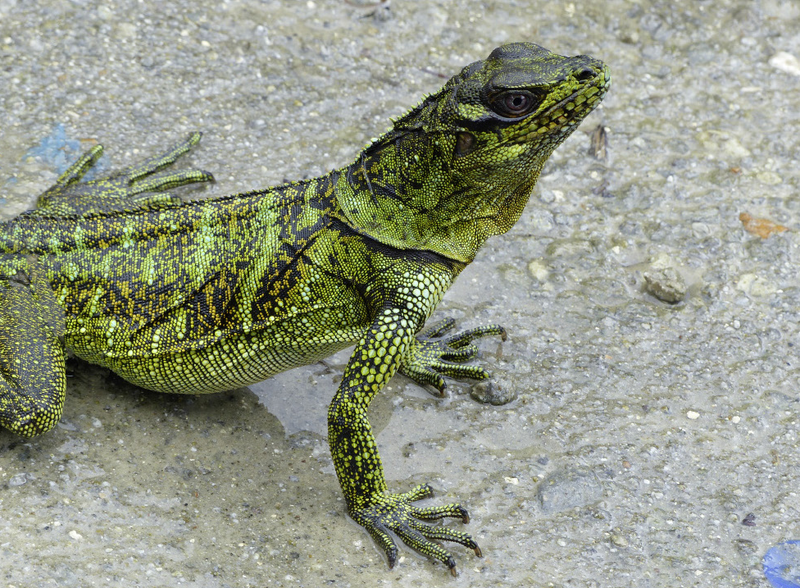 File:Hydrosaurus amboinensis, female, Air besar (Passo), Ambon.png