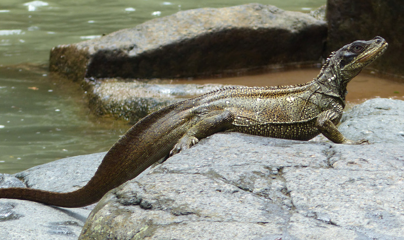 File:Hydrosaurus celebensis, female, Pattunuang, Sulawesi.png