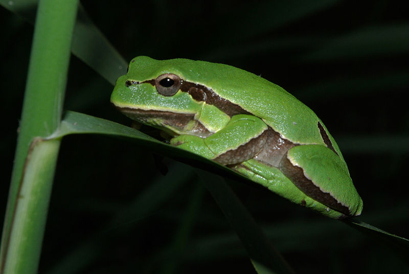 File:Hyla molleri 01 by-dpc.jpg