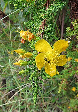 Hypericum laricifolium (14565565596).jpg