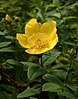 Hypericum oblongifolium.jpg