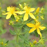 Hypericum perforatum, äkta johannesört