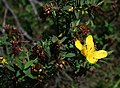 Hypericum revolutum subsp. revolutum