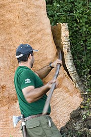 Cork harvesting