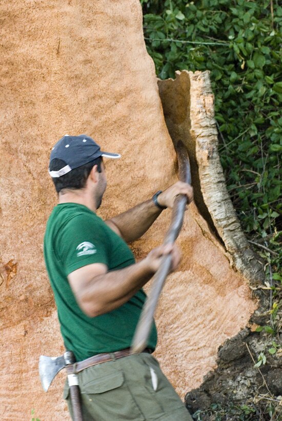 Cork extraction near Aracena, Spain