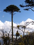 Thumbnail for File:IMG 6492 monkey puzzle.JPG