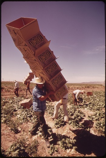 IN LETTUCE FIELDS ALONG THE COLORADO RIVER, MEXICAN FARM WORKER CARRIES BOXES TO FIELD PICKERS - NARA - 549084.tif