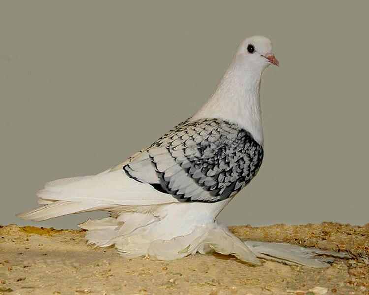 File:Ice pigeon, muffed(silver chequer).jpg