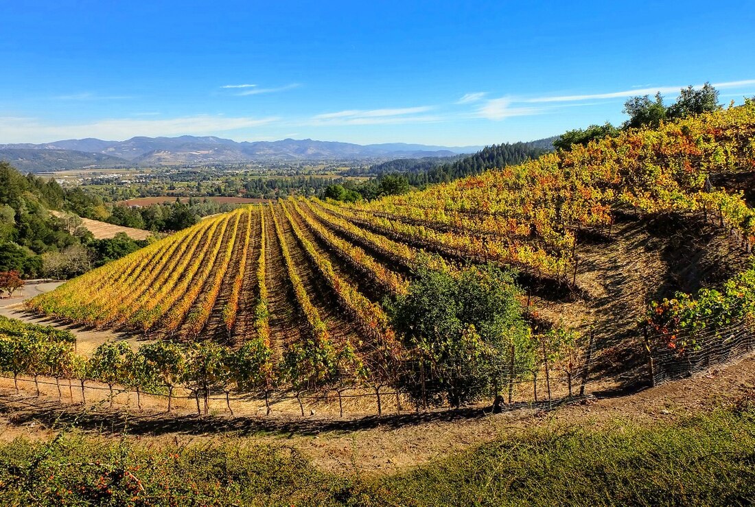 File:Ijevan vineyards.jpg