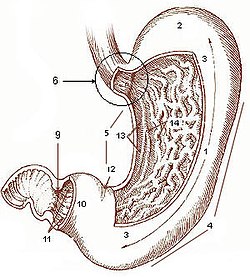 Stomegh: Orghen digestiv