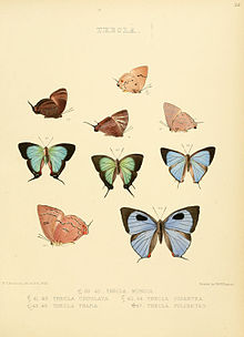 Lepidoptera 32.jpg тәуліктік суреттері