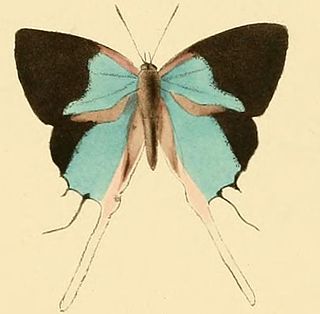 <i>Iolaus timon</i> Species of butterfly